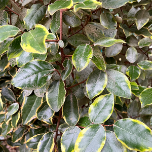 Elaeagnus ebbingei Vivileg