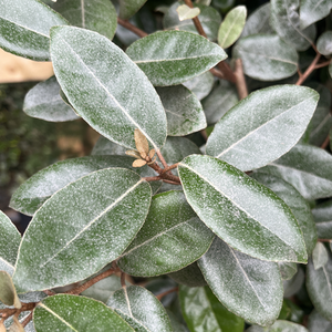 Elaeagnus x ebbingei - image 1