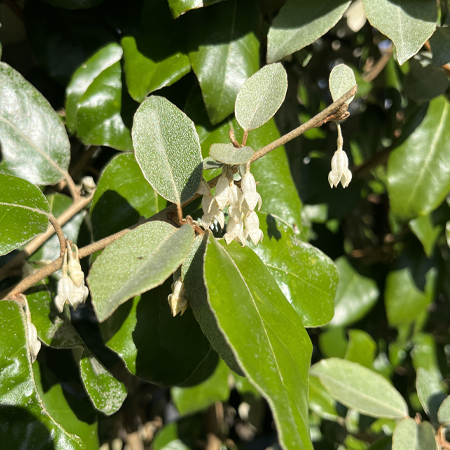 Elaeagnus x ebbingei - image 2