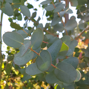 Eucalyptus Gunnii Bush