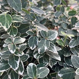 Euonymus Emerald Gaiety