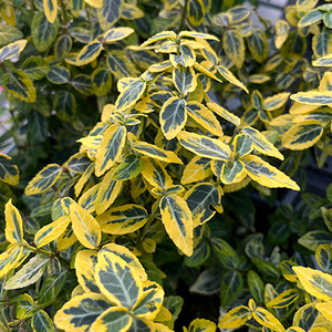 Euonymus Emerald 'n' Gold