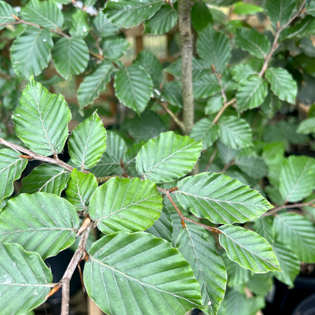 Fagus sylvatica Common Beech - image 1