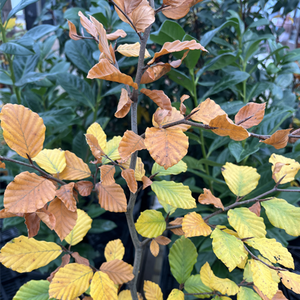 Fagus sylvatica Common Beech - image 2