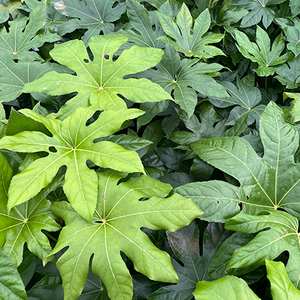 Fatsia japonica 10 Litre pot