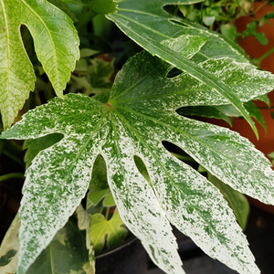 Fatsia japonica Spider's Web - image 1