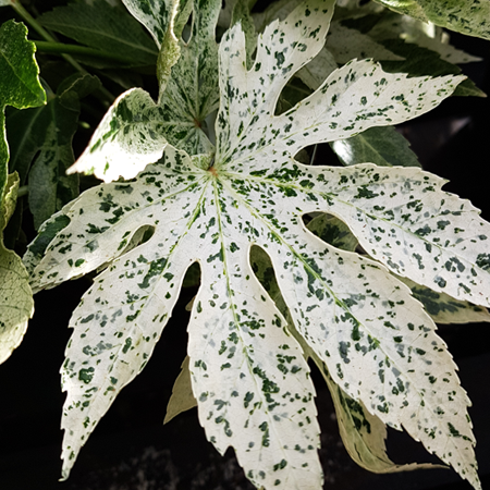 Fatsia japonica Spider's Web - image 2