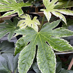 Fatsia japonica Spider's Web - image 3