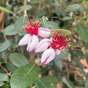 Feijoa sellowiana