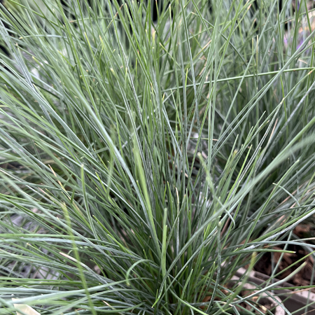 Festuca glauca 'Elijah Blue' 1L