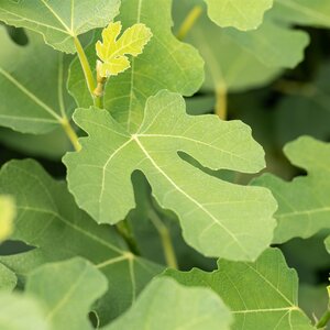 Ficus carica Fig Quarter standard