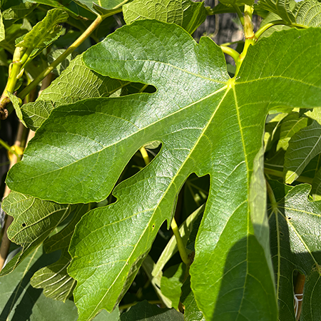 Ficus carica Fig Quarter standard