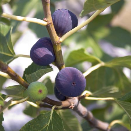 Ficus Carica Violette Dauphine - Fig - Bush