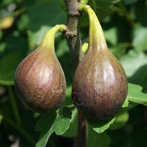 Ficus Turka - Fig Half Standard