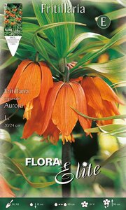 Fritillaria imperialis Aurora