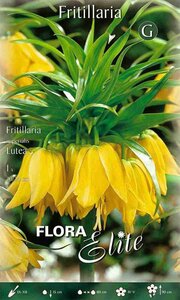 Fritillaria imperialis Lutea