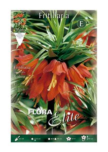 Fritillaria imperialis Rubra