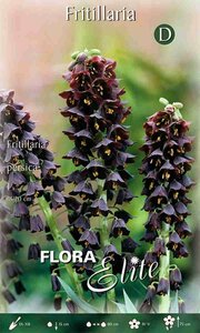 Fritillaria persica