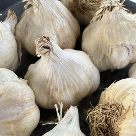 Garlic Provence Wight