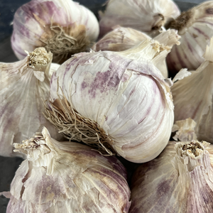 Garlic Rhapsody Wight