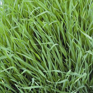 Grazing Rye Green Manure Seeds