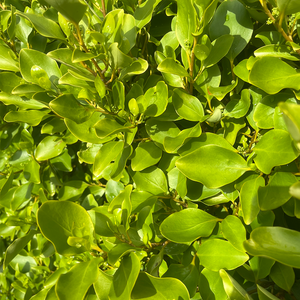 Griselinia littoralis
