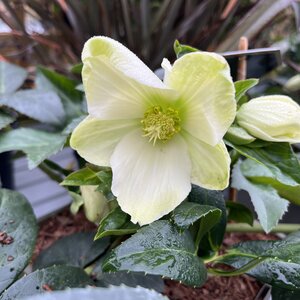 Helleborus ericsmithii Ice Breaker Maxi