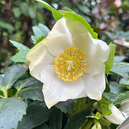 Helleborus niger Jesko