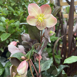 Helleborus x ballardiae Maestro - image 1