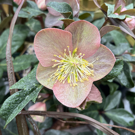 Helleborus x ballardiae Maestro - image 2