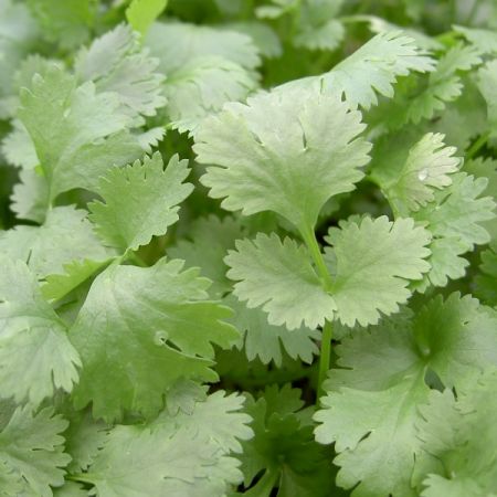 Herb Coriander Leisure Leafy Seeds