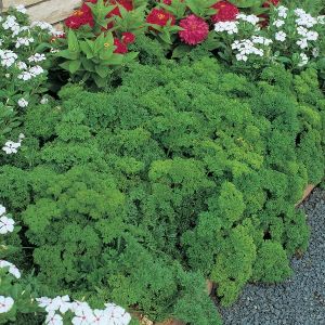 Herb Parsley Extra Triple Curled Seeds