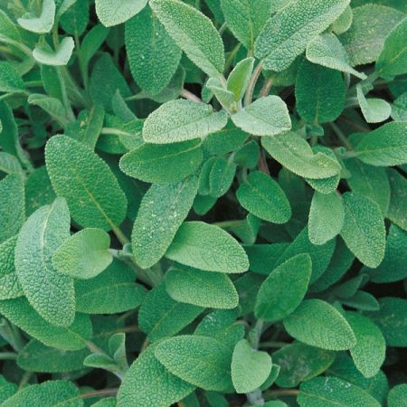 Herb Sage Seeds