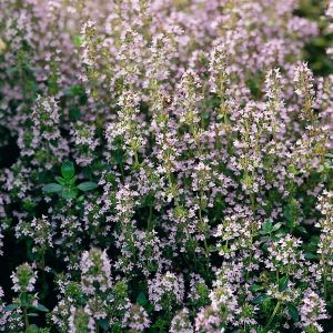 Herb Thyme Seeds