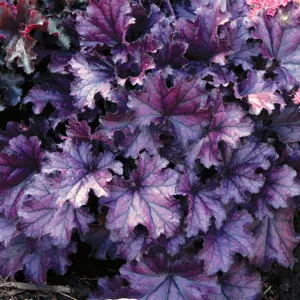 Heuchera Forever Purple 3L Pot