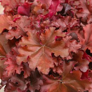 Heuchera Indian Summer Boysenberry 3L Pot