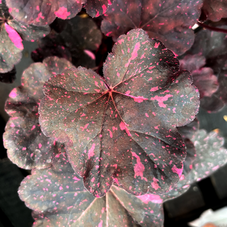 Heuchera Midnight Rose 3L Pot