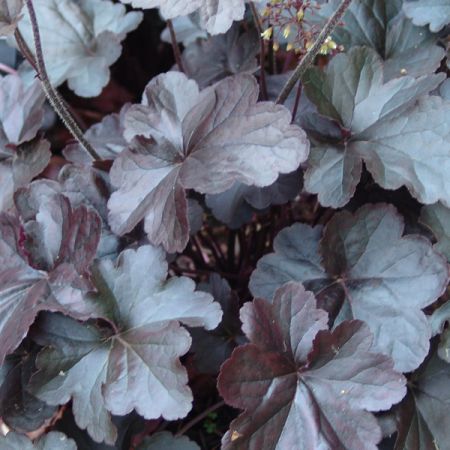 Heuchera Obsidian 3L Pot