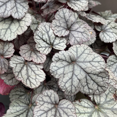 Heuchera Silver Scrolls 3L Pot