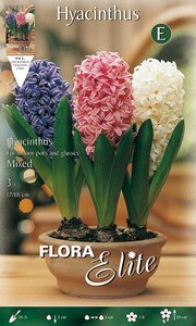 Hyacinth Mixed for Indoor Use