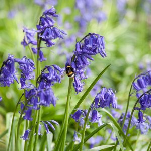 hyacinthoides non scriptus Native Bluebells