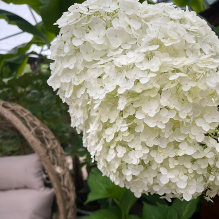 Hydrangea arborescens Annabelle - image 1