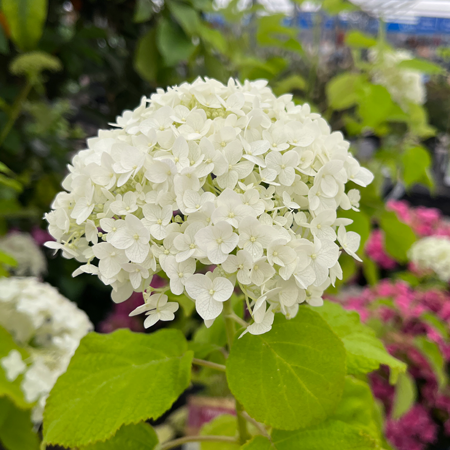 Hydrangea arborescens Annabelle - image 2