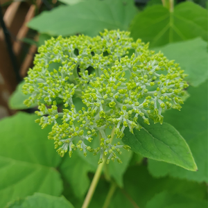 Hydrangea arborescens Annabelle - image 3