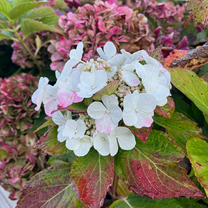 Hydrangea Benxi