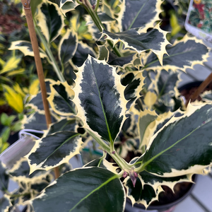 Ilex aquifolium Argentea Marginata