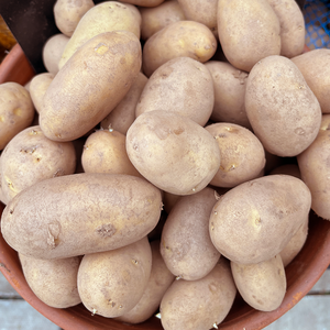 Jazzy Salad Potato