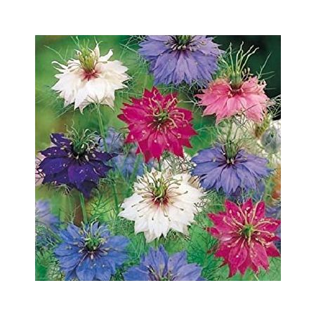 Organic Nigella Love in a Mist Seeds