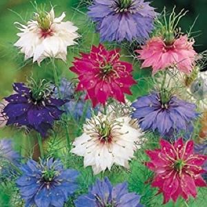 Organic Nigella Love in a Mist Seeds