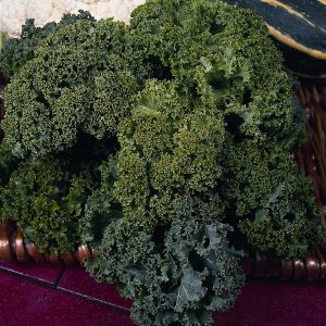 Kale Dwarf Green Curled Seeds